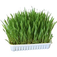 Hierba cultivable para roedores - 100 g
Hierba cultivable para roedores - 100 g