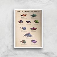 Fish Of The Sea Of Thieves Giclee Art Print - A3 - White Frame, Multi 
Fish Of The Sea Of Thieves Giclee Art Print - A3 - White Frame, Multi