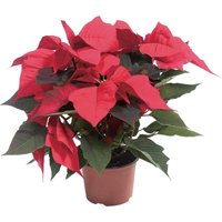 Premium Poinsettia Christmas Houseplant - 15cm
Premium Poinsettia Christmas Houseplant - 15cm
