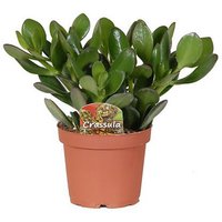 Crassula (Money Tree)
Crassula (Money Tree)