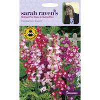 Sarah Ravens Penstemon Esprit Seeds
Sarah Ravens Penstemon Esprit Seeds