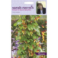 Sarah Ravens Mina Iobata Seeds
Sarah Ravens Mina Iobata Seeds