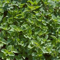 Oregano - 1L
Oregano - 1L