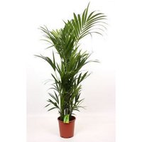 Kentia 24cm House Plant
Kentia 24cm House Plant