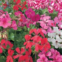 Mixed Trailing Geranium - 10.5cm
Mixed Trailing Geranium - 10.5cm