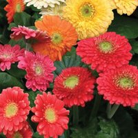 Mixed Gerbera - 12cm
Mixed Gerbera - 12cm