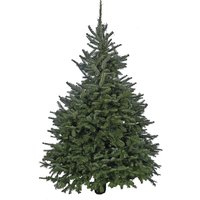 5-6ft Fraser Fir Real Cut Christmas Tree
5-6ft Fraser Fir Real Cut Christmas Tree