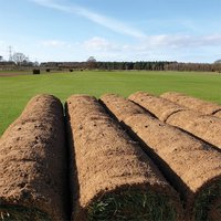 Classic Fresh Turf Roll
Classic Fresh Turf Roll