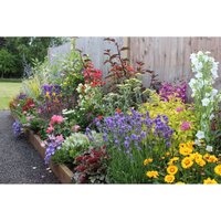 Bee and Butterfly Border Collection - 7m x 90cm
Bee and Butterfly Border Collection - 7m x 90cm