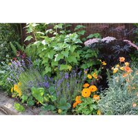 Sensory Border Collection - 7m x 90cm
Sensory Border Collection - 7m x 90cm