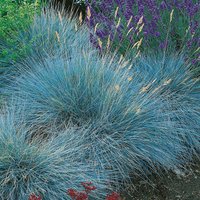 Blue Fescue Intense Blue Grass
Blue Fescue Intense Blue Grass