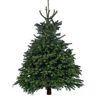 6-7ft Real Cut Nordman Fir Christmas Tree
6-7ft Real Cut Nordman Fir Christmas Tree