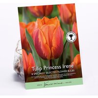Tulip Princess Irene
Tulip Princess Irene