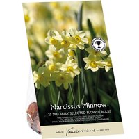 Narcissus Minnow
Narcissus Minnow