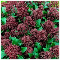 Skimmia Rubella -17cm
Skimmia Rubella -17cm