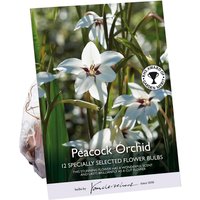 Gladiolus Callianthus - Bicolour - Summer Bloom Bulbs
Gladiolus Callianthus - Bicolour - Summer Bloom Bulbs