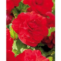 Begonia - Red - Summer Bloom Bulbs
Begonia - Red - Summer Bloom Bulbs