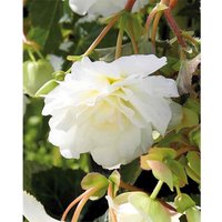 Begonia - White - Summer Bloom Bulbs
Begonia - White - Summer Bloom Bulbs