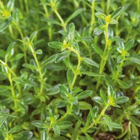 Thyme Mix - 1L
Thyme Mix - 1L