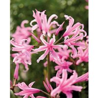Nerine Bowdenii - Summer Bloom Bulbs
Nerine Bowdenii - Summer Bloom Bulbs