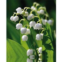 Convallaria - Summer Bloom Bulbs
Convallaria - Summer Bloom Bulbs