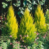 Cupressus Goldcrest - Monterey cypress - 23cm
Cupressus Goldcrest - Monterey cypress - 23cm