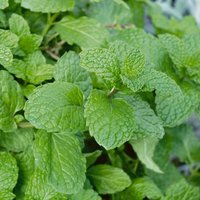 Garden Mint - 1l
Garden Mint - 1l
