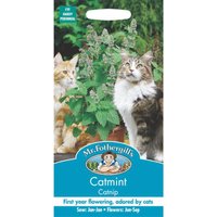 Mr. Fothergill's Catmint (Nepeta Cataria) Seeds
Mr. Fothergill's Catmint (Nepeta Cataria) Seeds