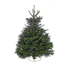 7-8ft Real Cut Nordman Fir Christmas Tree
7-8ft Real Cut Nordman Fir Christmas Tree