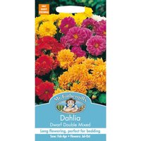 Mr. Fothergill's Dahlia Dwarf Double Mixed (Dahlia X Hortensis) Seeds
Mr. Fothergill's Dahlia Dwarf Double Mixed (Dahlia X Hortensis) Seeds