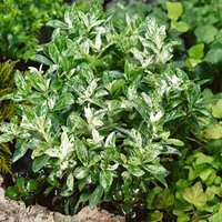 Spindle Pierrolino
Spindle Pierrolino