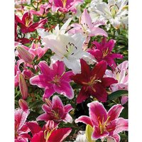 Mixed Lilies' - Summer Bloom Bulbs
Mixed Lilies' - Summer Bloom Bulbs