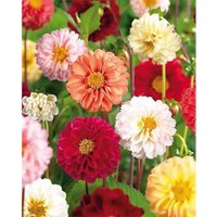 Mixed Unwin Dahlia's - Summer Bloom Bulbs
Mixed Unwin Dahlia's - Summer Bloom Bulbs