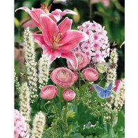 Butterfly Garden Collection Spring Bulbs
Butterfly Garden Collection Spring Bulbs