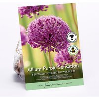 Allium Purple Sensation
Allium Purple Sensation