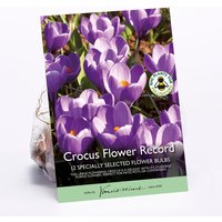 Crocus Flower Record