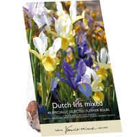 Dutch Iris Mixed
Dutch Iris Mixed