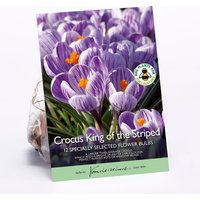 Crocus King of the Striped
Crocus King of the Striped