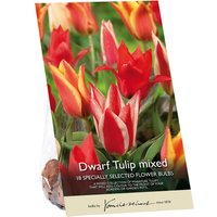 Dwarf Tulip mixed
Dwarf Tulip mixed