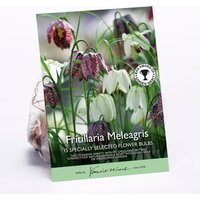 Frittilaria Meleagris
Frittilaria Meleagris