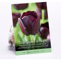 Tulip Queen of Night
Tulip Queen of Night