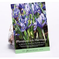 Miniature Iris Harmony
Miniature Iris Harmony