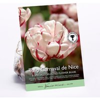 Tulip Carnaval de Nice
Tulip Carnaval de Nice