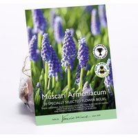 Muscari Armeniacum
Muscari Armeniacum