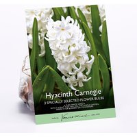 Hyacinth Carnegie
Hyacinth Carnegie