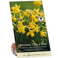 Narcissus Tete-e-Tete
Narcissus Tete-e-Tete