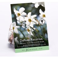 Daffodil Recurvus
Daffodil Recurvus