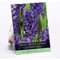 Hyacinth Dark Blue
Hyacinth Dark Blue
