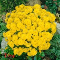 Large Chrysanthemum Ball
Large Chrysanthemum Ball