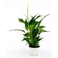 Spathiphyllum (Peace Lily) Houseplant - 13cm
Spathiphyllum (Peace Lily) Houseplant - 13cm